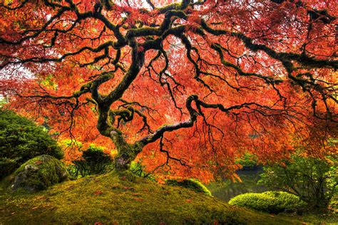 Japanese Maple By By Stephen Zimmerman