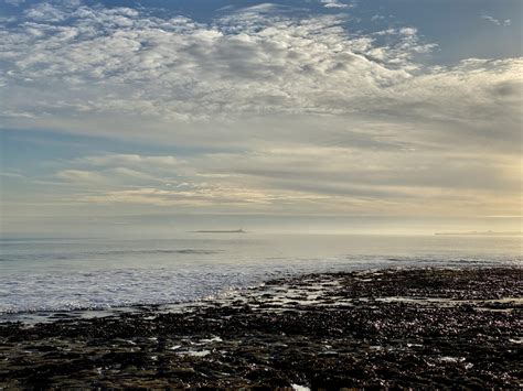 Five Seabird Colonies To Explore Natural History Society Of Northumbria