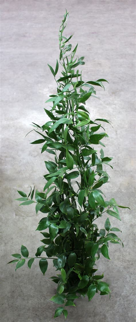 Join our 5 mln learners! Italian Ruscus | Stevens and Son Wholesale Florist