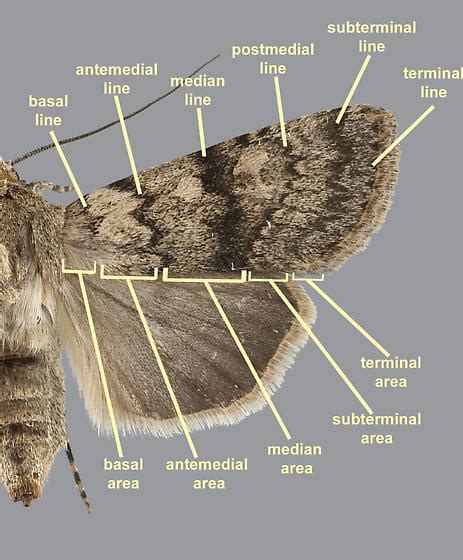 Moth Wing Nomenclature Bugguidenet