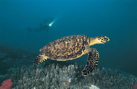 Sea Turtle Description Species Habitat And Facts Britannica