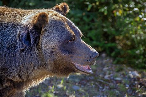 Meet Boo The Grizzly Bear Near Golden Bc Photo Journeys