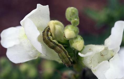 Geranium Budworm Horticulture Landscape And Environmental Systems