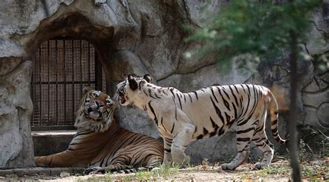 Delhi Zoo Gets Its First Tiger Cubs After 27 Years Thanks To Nirbhaya