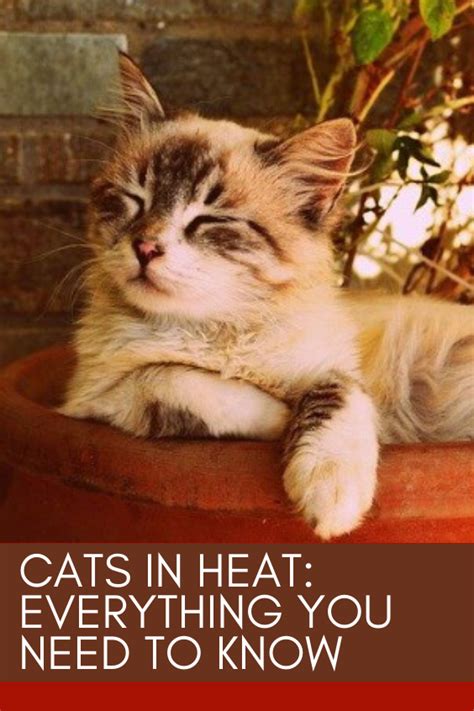 Cats In Heat Everything You Need To Know Cat In Heat Funny Cute