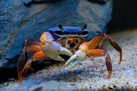 Popular Freshwater And Brackish Crabs To Keep In Your Aquarium