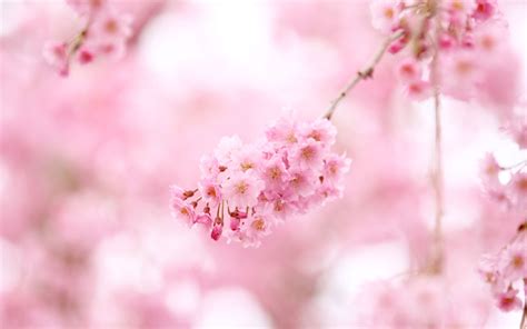 Cherry Blossom Pink Anime Wallpaper Hd Guitar Rabuho