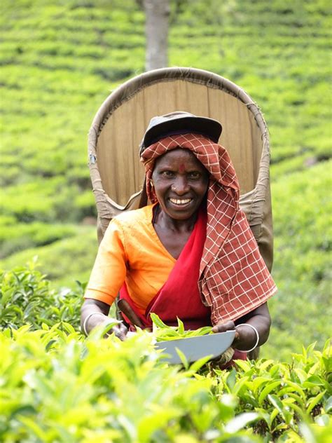 Tea Plucker At Loinorn Tea Estate Sri Lanka Photo Marjan Ippel