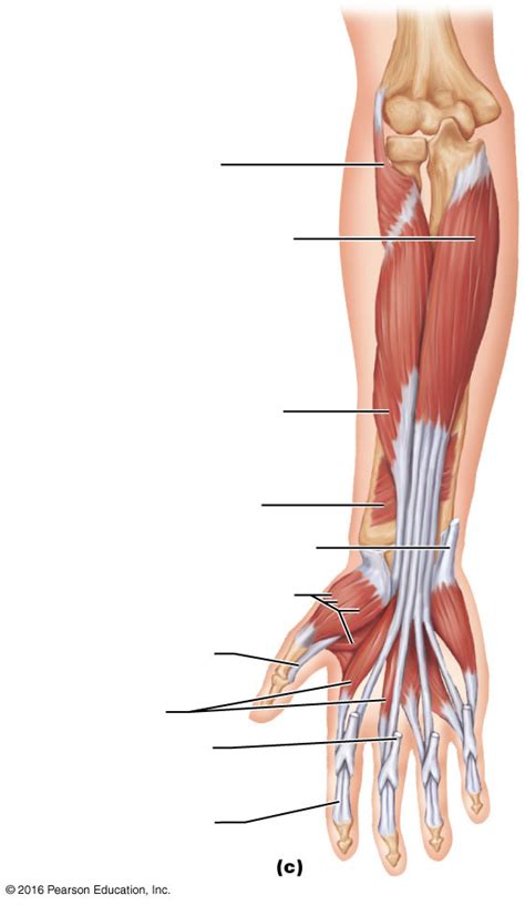 Deep Muscles Of Anterior Compartment Anterior Right Arm Diagram Quizlet