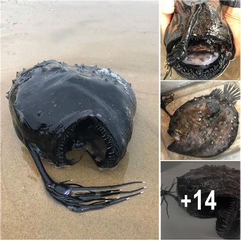 Beachgoers Find Terrifying Devil Fish From ‘finding Nemo Washed Up On Sand