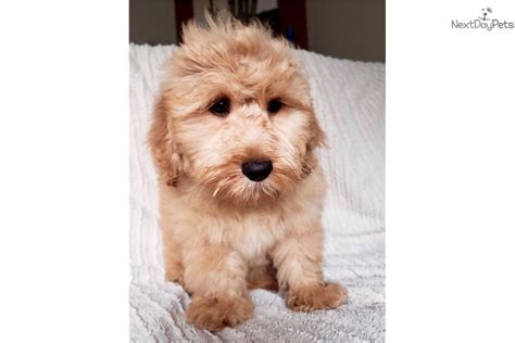 Mini Doodle Goldendoodle Puppy For Sale Near Madison Wisconsin