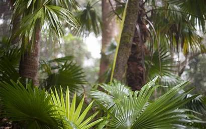 Tropical Rainforest Subtropical Wallpapers Jungle Nature Forest