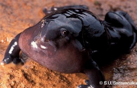 Lets Draw Endangered Species Purple Frog