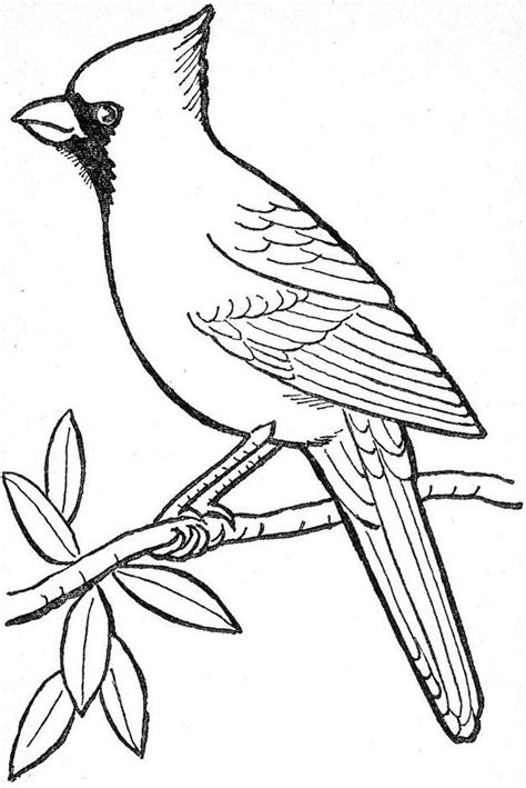 Pin By My Info On Cardinal Bird Coloring Pages Bird Drawings Bird Outline Bird Art