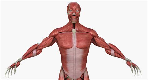 Tipos De Musculos Human Muscle Anatomy Skin Anatomy Medical Anatomy