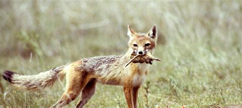 Swift Fox Furbearers Furharvesting Hunting Kdwpt