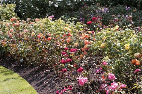 Rose Garden At Rhs Wisley Stock Image C0045083 Science Photo Library