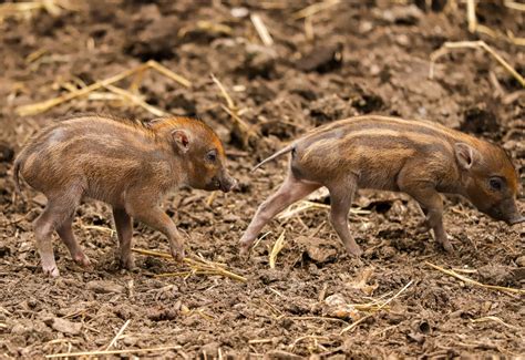 Rarest Piglets In The World Born At Newquay Zoo Newquay Zoo