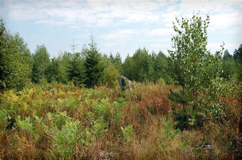 Russian Boreal Forest Polluted Landscape Img011 August 200 Flickr