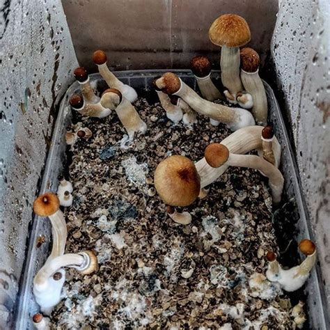 Best Way To Grow Psilocybin Mushrooms Just For Guide