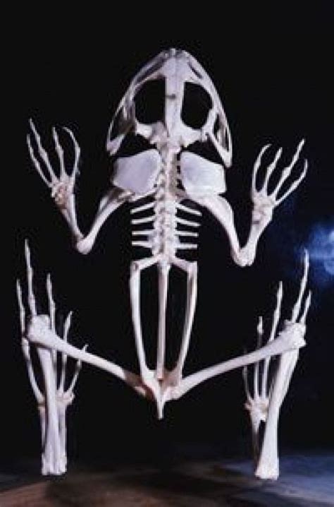 The Frog Skeletons Vs Human Skeletons Howstuffworks Amphibians