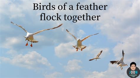English How To Say Birds Of A Feather Flock Together In Chinese