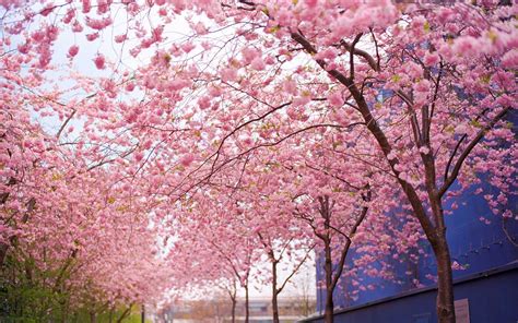 cherry blossom desktop backgrounds wallpaper cave