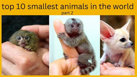 Top 10 Smallest Animals In The World Part 2 10 Smallest Animals In