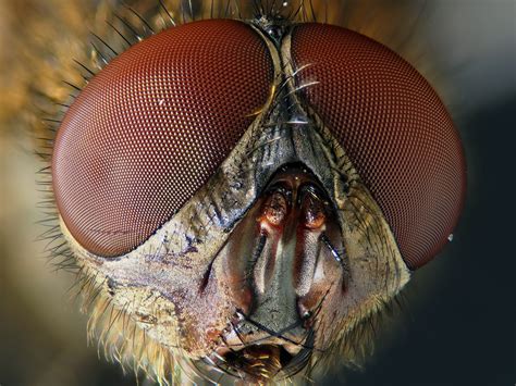 Images Gratuites La Nature La Photographie Mouche Insecte Macro