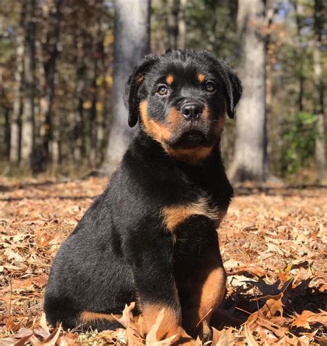 Pacheco rottweilers is a small family owned and operated enthusiast kennel that is located in the pacific north west. South Carolina Rottweiler Breeders