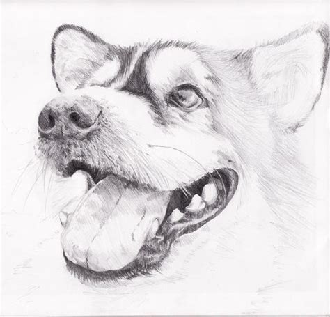 Simple Pencil Drawing Of Dog
