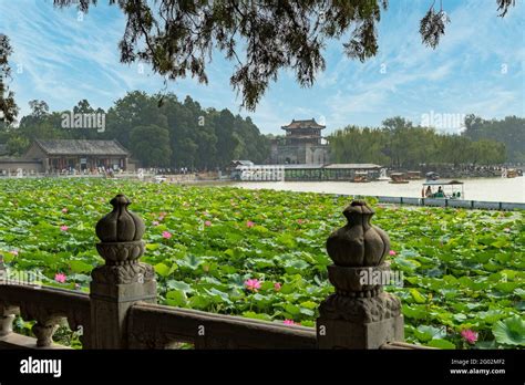 Lotus Flowers Summer Palace Beijing China Stock Photo Alamy