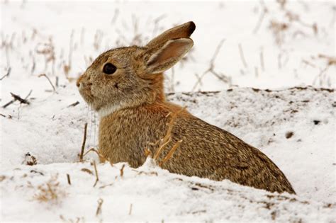 Free Images Nature Snow Winter Wildlife Wild Portrait Mammal