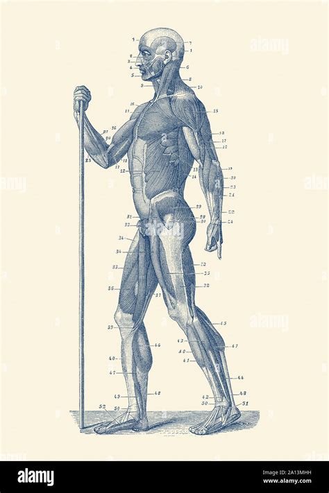 Vintage Anatomy Print Showing A Side View Diagram Of The Human Muscular