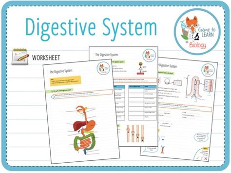 digestive system worksheet ks teaching resources