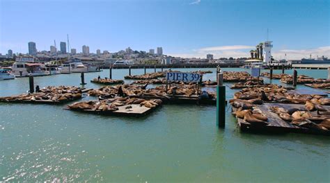 Visit Pier 39 In San Francisco Expedia