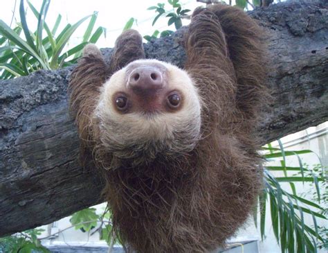 Sloth Hanging Out Glossy Poster Picture Photo Cute Funny Cool Tree