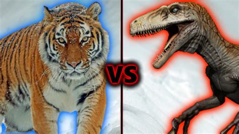 Tiger Vs Utahraptor Who Would Win Youtube