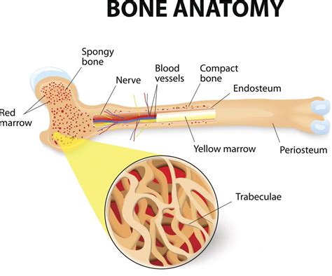 Structure Of Bone Science Online