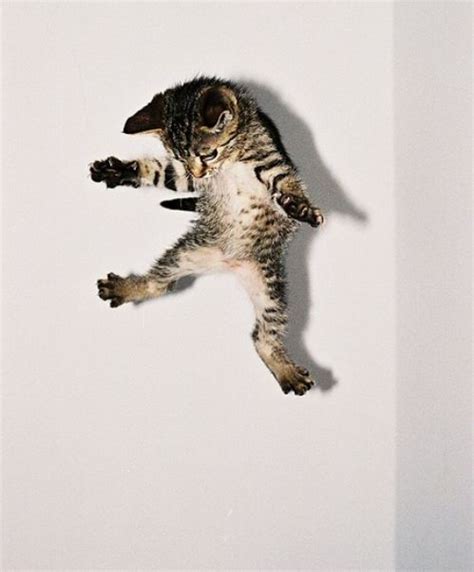 Awesome Pictures Of Jumping Cats