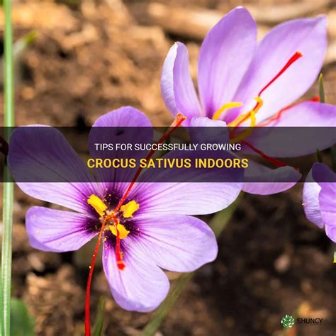 Tips For Successfully Growing Crocus Sativus Indoors Shuncy