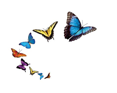 Butterfly Clip Art Flying Butterflies Transparent Background Png Images
