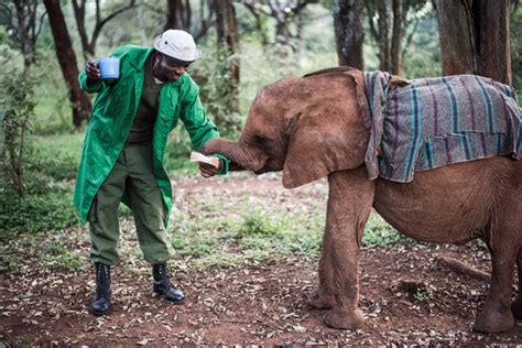 Photos The Fun Filled Emotional Bond Between Orphaned Elephants And