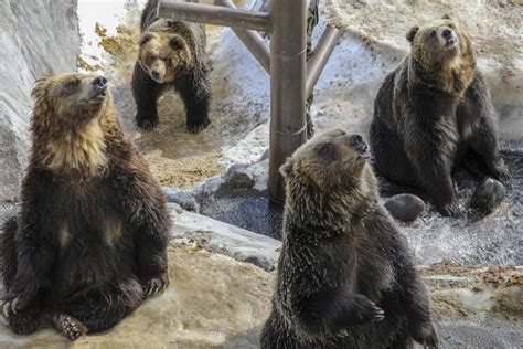 Japanese Brown Bear Runs Amok In Hokkaido Islands Largest City