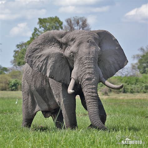Loxodonta Africana Pictures African Elephant Images Nature Wildlife