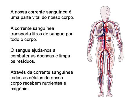 Aula 4 Sistema Circulatorio Fio Humanappt Sistema Circulatorio Veia Images