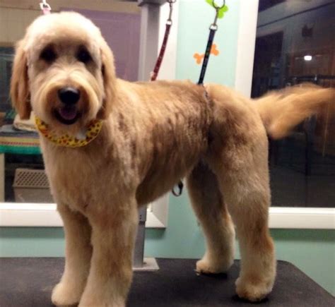 The goldendoodle is intelligent, friendly, and family oriented. Goldendoodle Teddy Bear Style Grooming By Alayna Kay # ...