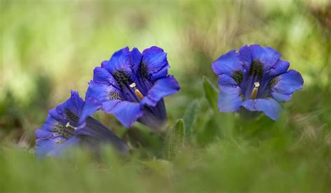 Gentiana Blau Foto And Bild Pflanzen Pilze And Flechten Blüten