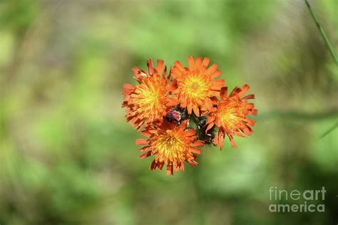 Flowering Wild Devils Paintbrush Blooming And Flowering Photograph By