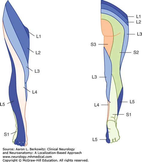 Radiculopathy Plexopathy And Mononeuropathies Of The Lower Extremity